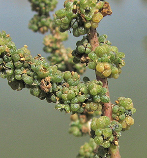 בריכות הדגים שדה אליהו , 10-2010. צילום: © איתן שפירא