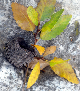  גן בוטני ירושלים, 10-2011. צילום: © שרה גולד