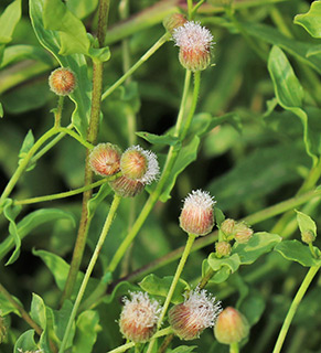 נחל בוקק, 11-2018. צילום: © איתן שפירא