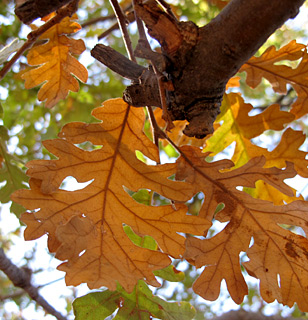 הר שזיף, 3-11-2010. צילום: © עירית צוק קובצ'י