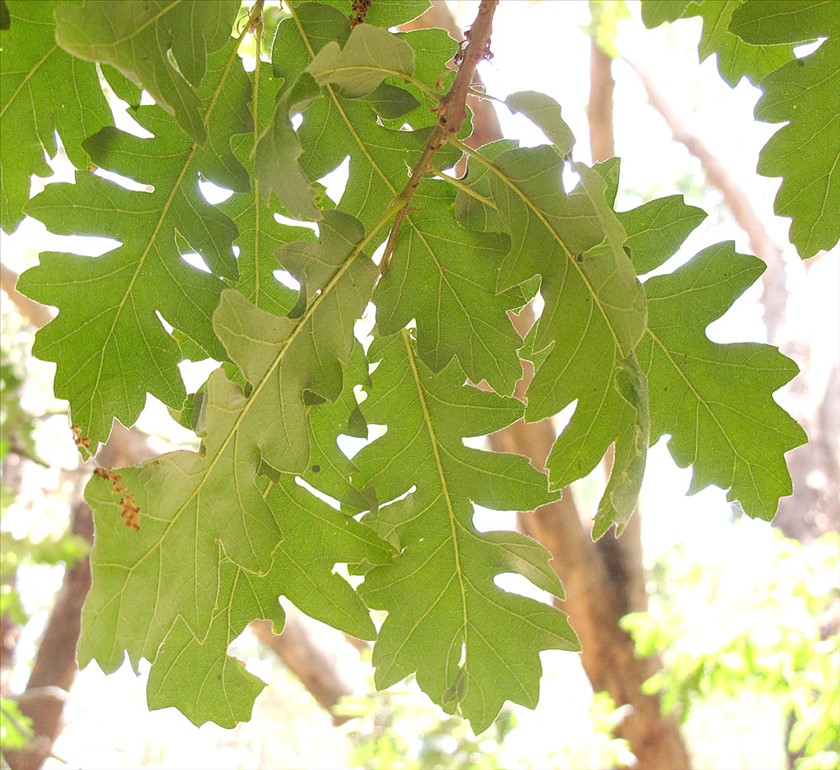 ענף נושא עלים. צילום: שרה גולד