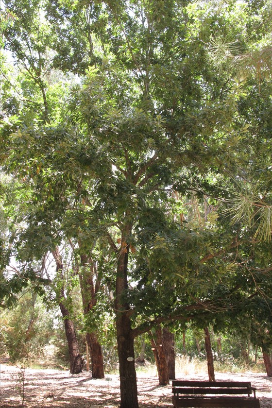 מראה כללי באילנות. צילום: שרה גולד