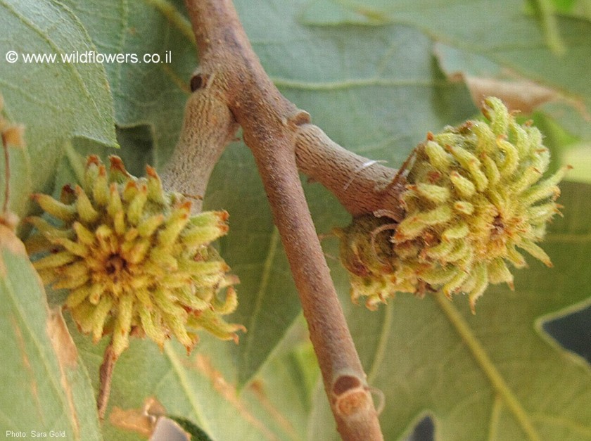 בלוטים קטנים בהתפתחות. צילום: שרה גולד