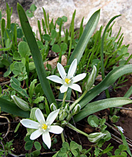 
צילום: © שרה גולד