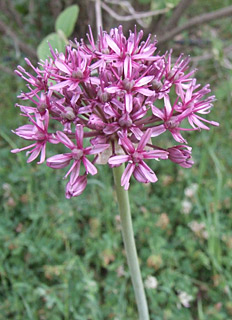 אילנות , 4-2014. צילום: © שרה גולד