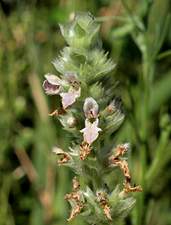 חוף הכנרת ליד מגדל- עין נון, 17-10-2011. צילום: © דרור מלמד