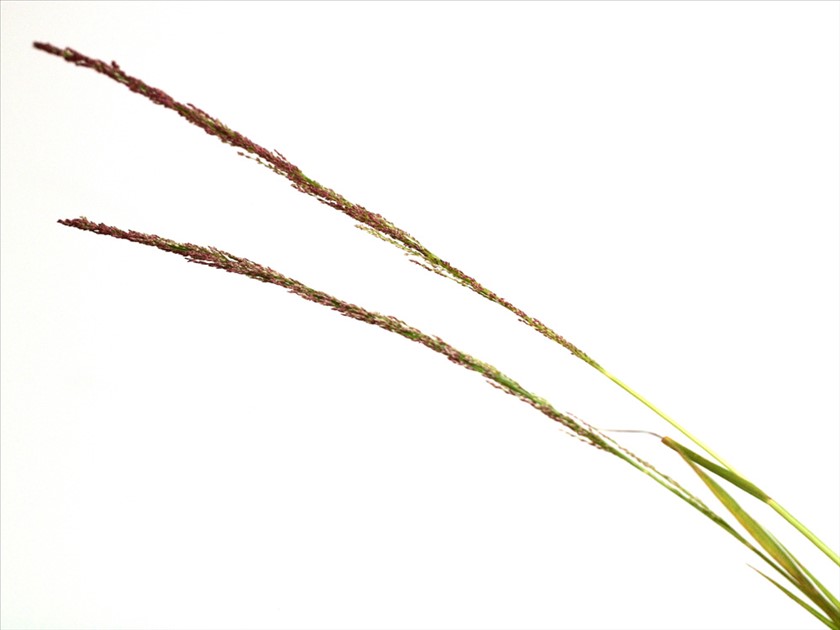 עמודי הפריחה צרים וארוכים. צילום: דרור מלמד