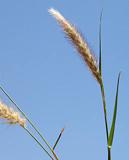 קומראן , 4-2014. צילום: © דרור מלמד