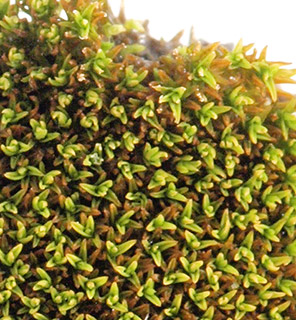 חרמון, 6-2022. צילום: © דרור מלמד