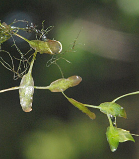 הגן הבוטני נתיב הלה, 2-2012. צילום: © יהודה מרטה