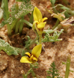 נגב מערבי, 2-2012. צילום: © אלי ליבנה