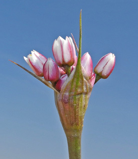 כרם שלום, 9-3-2012. צילום: © עוז גולן