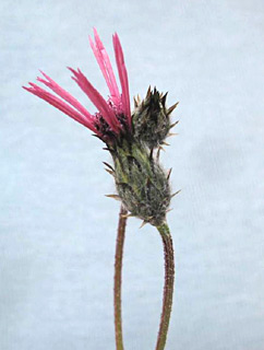  ליד תקומה, 23-2-2012, צילום: © עירית צוק קובצ'י