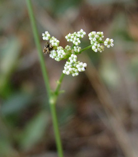 מבצר נמרוד, 21-9-11. צילום: © עירית צוק קובצ'י