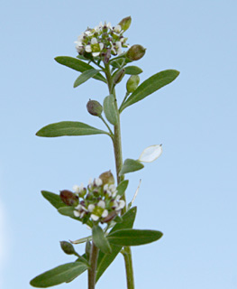 ערבה, 2-2012. צילום: © ערגה אלוני