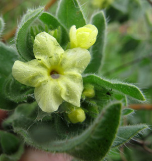 צומת גולני, 29-2-2012. צילום: © עירית צוק קובצ'י