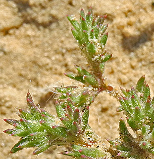 חולות פתחת שלום, 10-3-2012. צילום: © עוז גולן