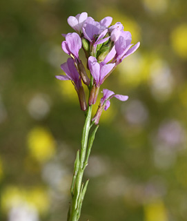 נגב מערבי, 2-2012. צילום: © שרה גולד