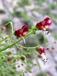 מצוק הארבל, 3-2012. צילום: © עירית צוק קובצ'י