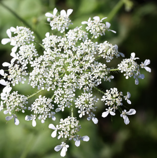 כרמל, 3-2012. צילום: ©  ערגה אלוני