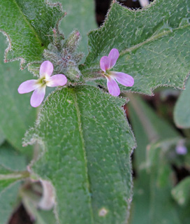 גן בוטני ירושלים, 13-3-2012. צילום: © שרה גולד