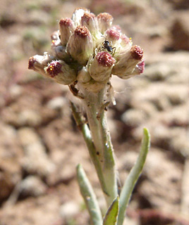 חרמון הר קטע, 5-2014. צילום: © עירית צוק קובצ'י