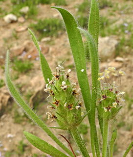 מעלה אפרים, 3-2012. צילום: © עוז גולן