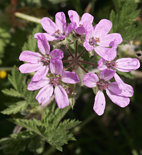 חולות חלוצה, 3-2012. צילום: © אלי ליבנה