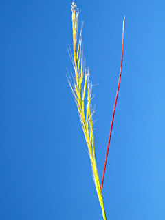 גלבוע, 3-2012. צילום: © דרור מלמד