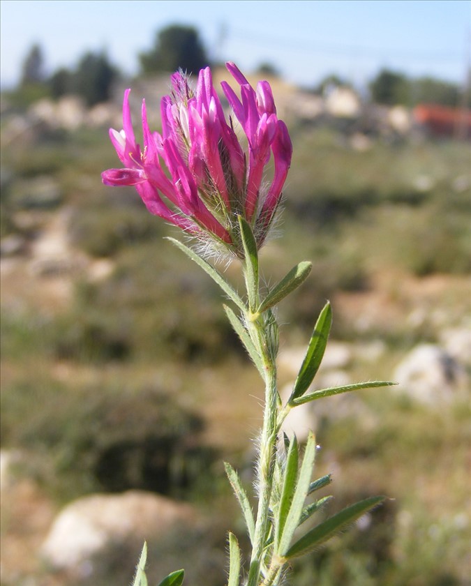 תפרחת מקרוב. צילום: ליאורה קרת