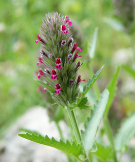 הגן של עתי - נתיב הלה, 3-2012. צילום: © ערגה אלוני