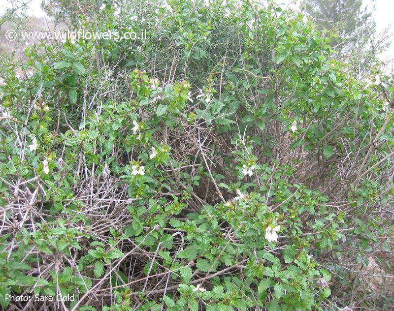 מבט כללי. צילום: שרה גולד