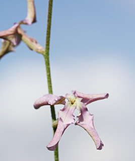 בית מרסם שפלת יהודה, 3-2012. צילום: © ערגה אלוני