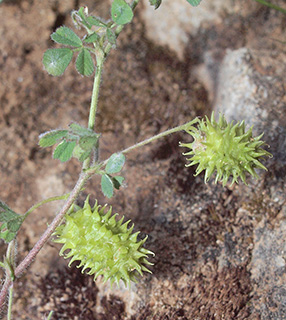 מערות אפקה, 3-2017. צילום: © דרור מלמד