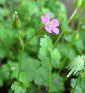 3-2012. צילום: © עירית צוק קובצ'י