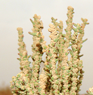 מליחות יטבתה, 4-2012. צילום: © מורי חן