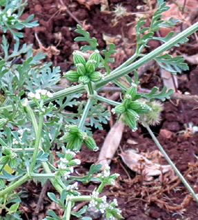 מצפה נטופה, 4-2012. צילום: © יובל עברון