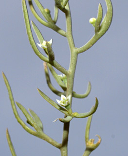 כרמל, 4-2012. צילום: © דרור מלמד