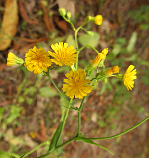 בריכות דגים עין-הנציב, 4-2012. צילום: © איתן שפירא