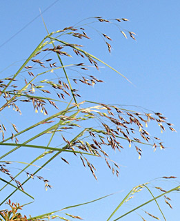 כרמל, 4-2012. צילום: © דרור מלמד