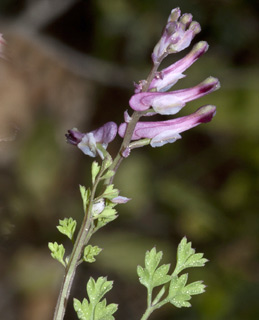 יער חניתה , 6-4-2012. צילום: © יהודה מרטה