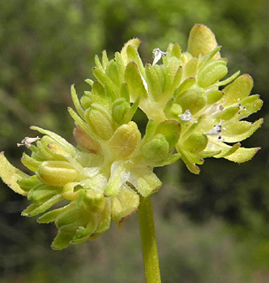 בית ג'אן, 18-4-2012. צילום: © עוז גולן