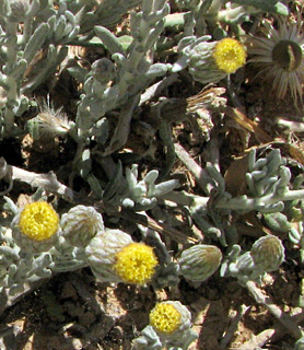 ליד כלא נפחא, 27-4-2012. צילום: © דרור בר-ניר