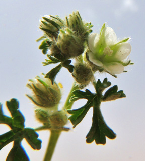 קיבוץ אילות, 4-2012. צילום: © מורי חן