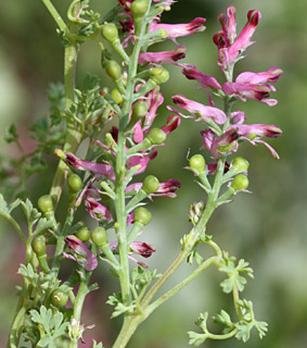 לוע הר פארס גולן, 4-2012. צילום: © שרה גולד