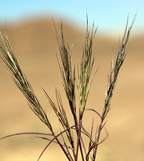 אזור תמנע, 2-2016. צילום: © ערגה אלוני