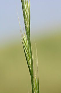 גולן - חירבת פארג', 4-2012. צילום: © ערגה אלוני