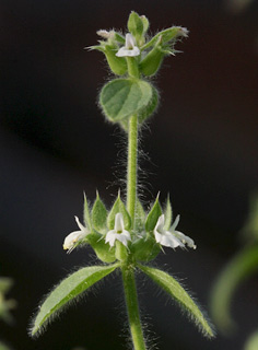 גן בוטני אוני' תל-אביב, 5-2012. צילום: © אלי ליבנה