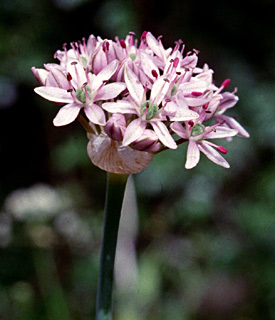 כרמל, יגור, 2004. צילום: © יהודה מרטה