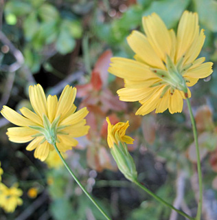 הר פקיעין, 5-2012. צילום: © עירית צוק קובצ'י